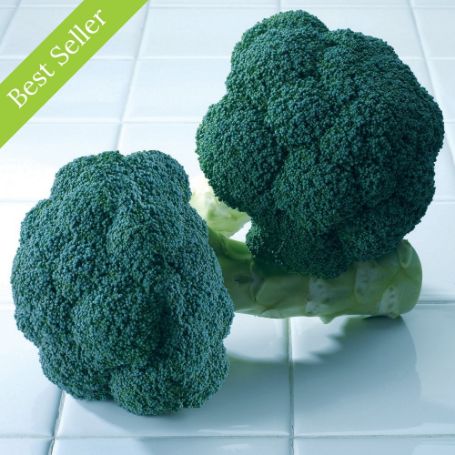 Avenger Broccoli Plant, heat tolerant, single picking