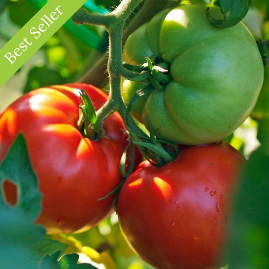 Better Boy Tomato Plant, easy to grow, indeterminate variety, disease resistant