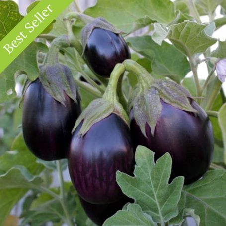 Black Beauty Eggplant Plant, heirloom variety, heat tolerant