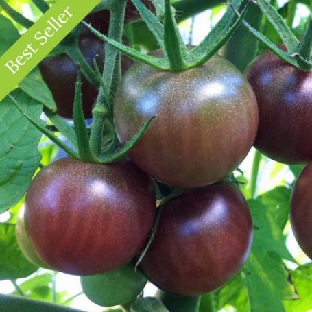 Black Cherry Tomato Plant, disease resistant, heirloom variety