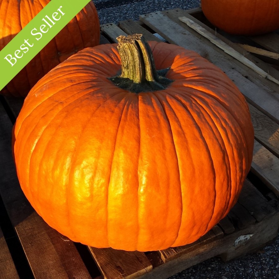 Connecticut Field Pumpkin Plant, heirloom variety, decorating pumpkin