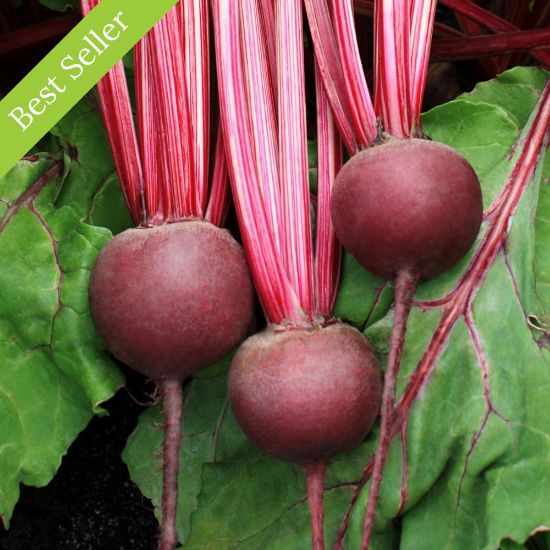 Detroit Dark Red Beet Plant, heirloom, sweet taste, great for salads