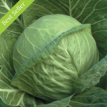 Fast Vantage Cabbage Plant, fast growing, great for sauerkraut