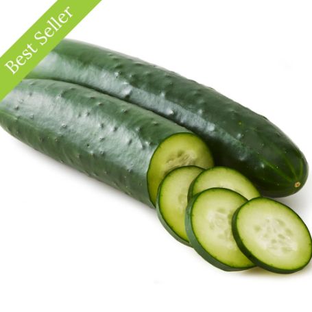 Garden Sweet Burpless Cucumber Plant, high yield, mildew resistant