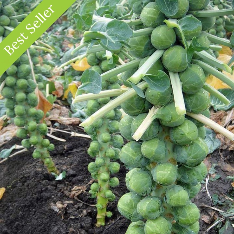 Long Island Improved Brussels Sprouts Plant, heirloom variety, cold hardy