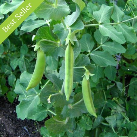 Sugar Sprint Pea Plant