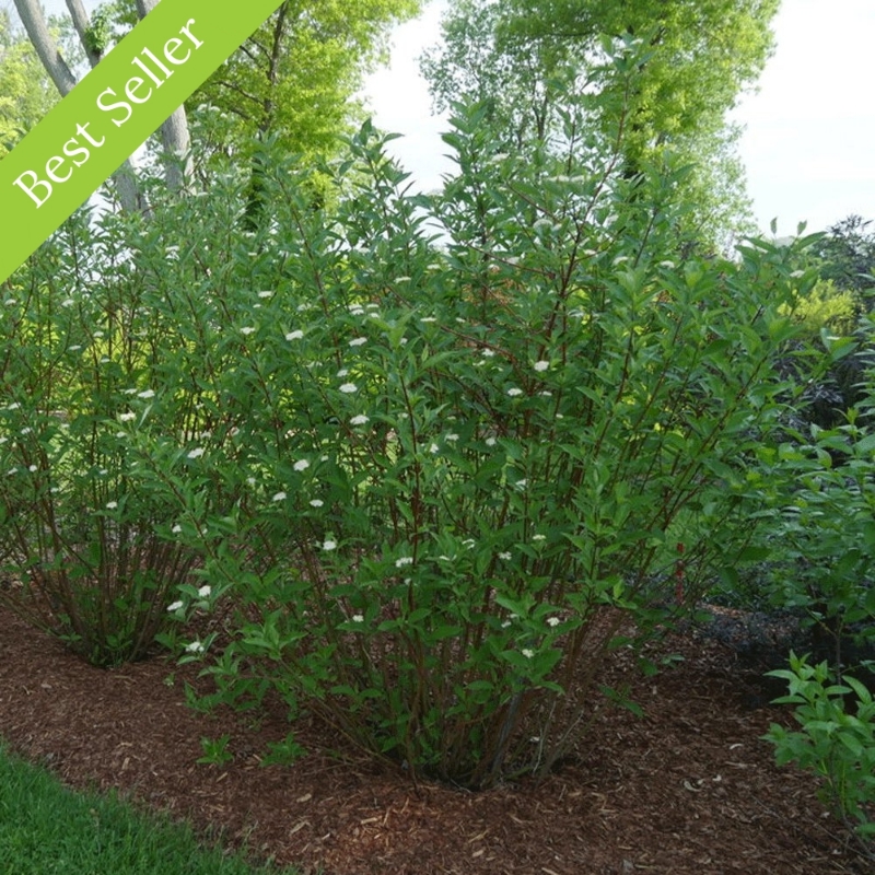 Arctic Fire Red Dogwood plant features compact red stems for winter interest