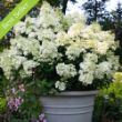 Bobo Hydrangea plant has large conical blooms on a compact, mounded form