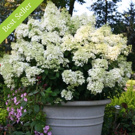 Bobo Hydrangea plant has large conical blooms on a compact, mounded form