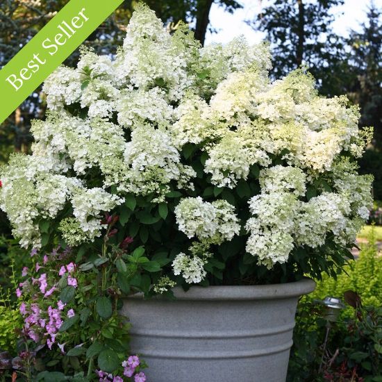 Bobo Hydrangea plant has large conical blooms on a compact, mounded form