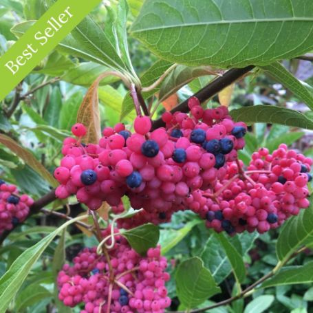 Clusters of  Brandywine Viburnum Bush pink and blue berries hang from a branch with green leaves