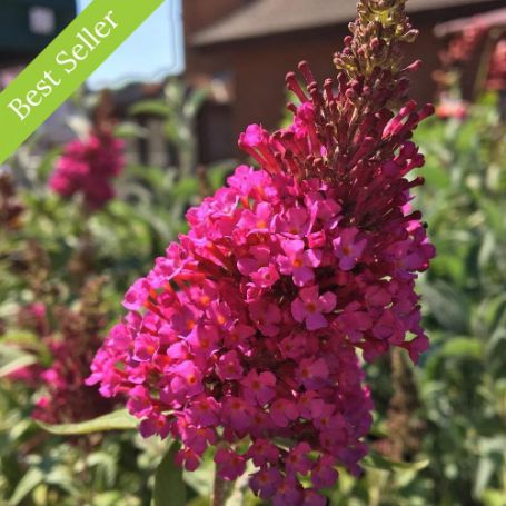 Buzz Hot Raspberry Buddleia Plant boasts showy, hot pink flower spikes that bloom throughout the summer