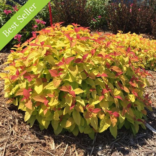 Double Play Candy Corn Spiraea displays a mix of golden yellow and reddish leaves