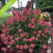 Fire Light Hydrangea plant is a medium-sized shrub with large, conical white flowers that age to red