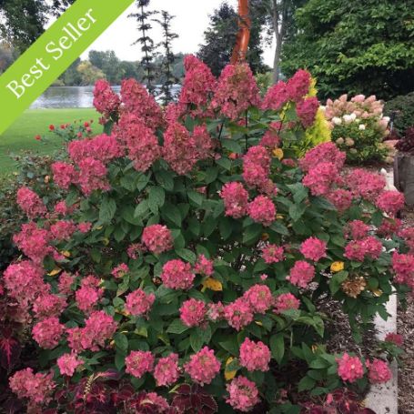 Fire Light Hydrangea plant is a medium-sized shrub with large, conical white flowers that age to red