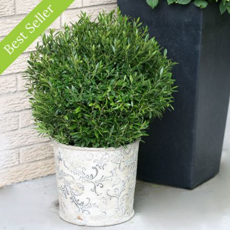 Gem Box Inkberry plant is a dense, ball-shaped evergreen with small dark green leaves