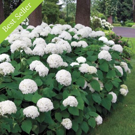 Incrediball Smooth Hydrangea Bush