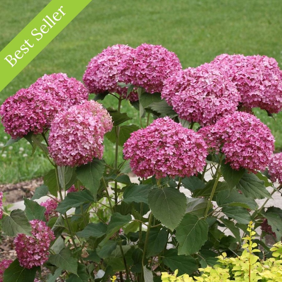 Invincibelle Mini Mauvette Hydrangea plant is a compact shrub with deep mauve-pink flowers