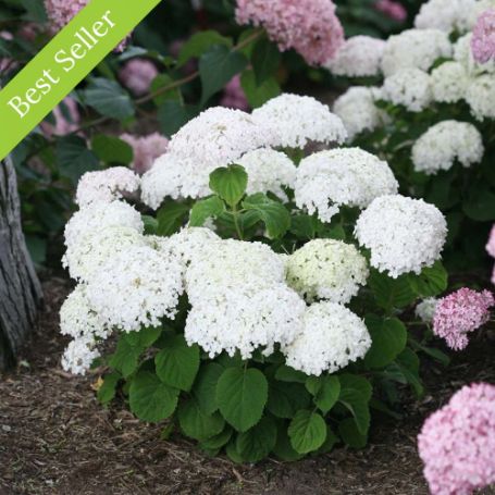 Invincibelle Wee White Smooth Hydrangea Bush