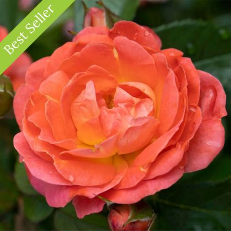 A single, fully bloomed orange-colored rose flower