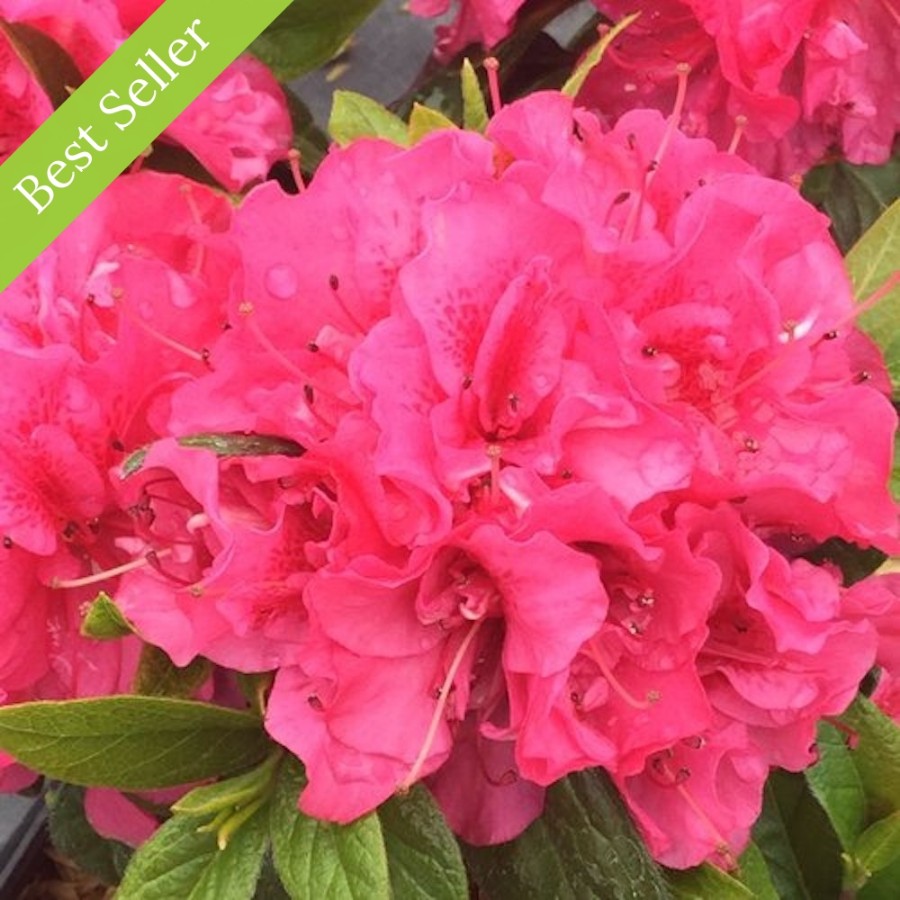 Delicate, pink flowers with ruffled petals cover a Perfecto Mundo Double Dark Pink