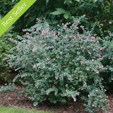 The Proud Berry Coralberry Plant is a compact shrub with bluish-green foliage and abundant pink berries in fall