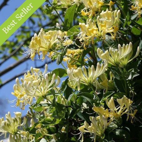 A cluster of pale yellow flowers blooms on a vine with green leaves