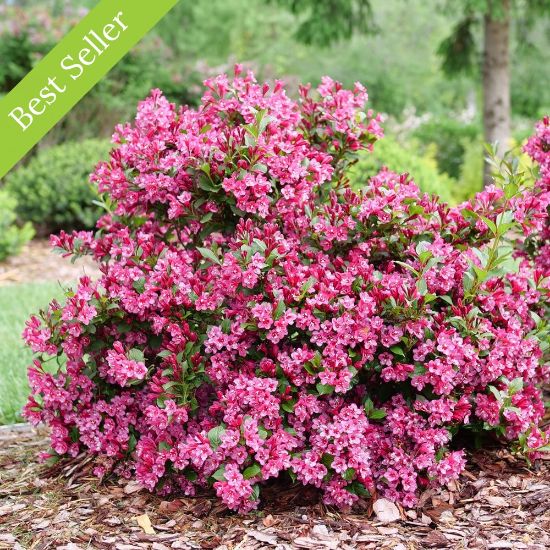 A dense, compact Sonic Bloom Punch covered in clusters of pink flowers