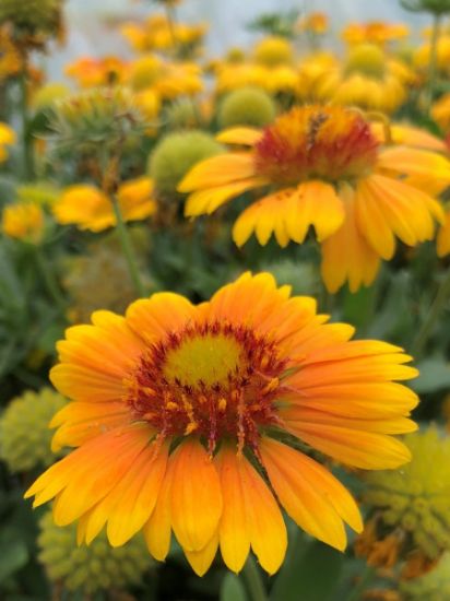 Arizona Apricot Gaillardia Plant