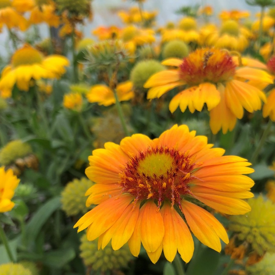 Arizona Apricot Gaillardia Plant