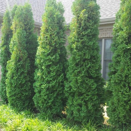 Picture for category Arborvitae (Thuja)