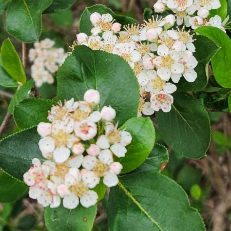 Picture for category Aronia Berry (Chokeberry)