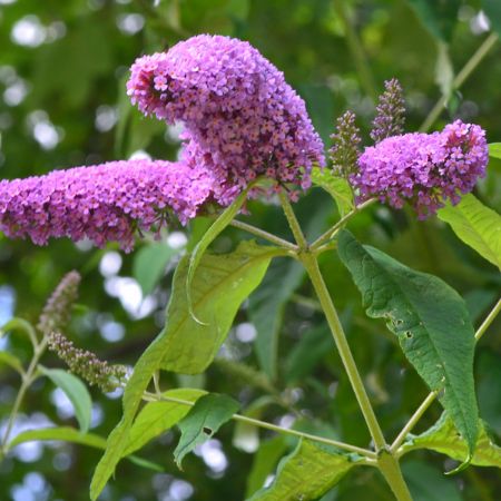 Picture for category Buddleia (Butterfly Bush)