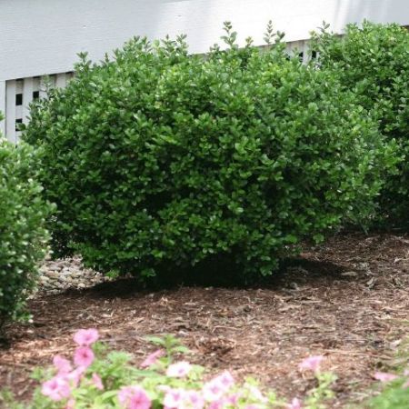 Picture for category Buxus Bushes (Boxwood)