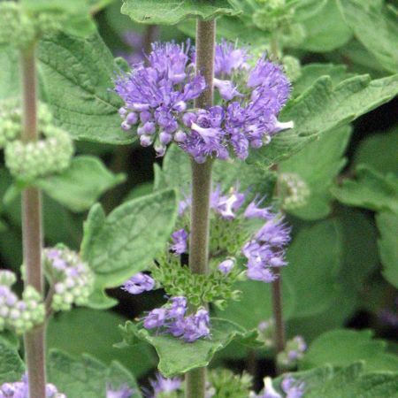 Picture for category Caryopteris (Bluebeard)