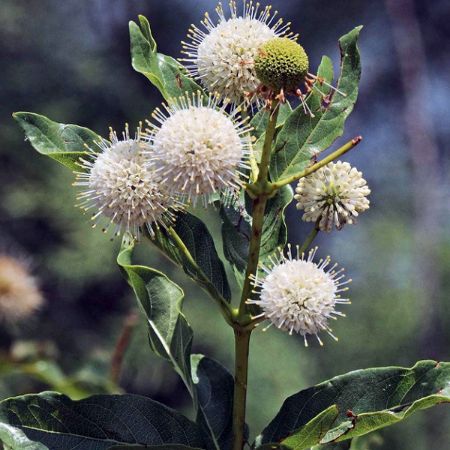 Picture for category Cephalanthus Bushes (Buttonbush)