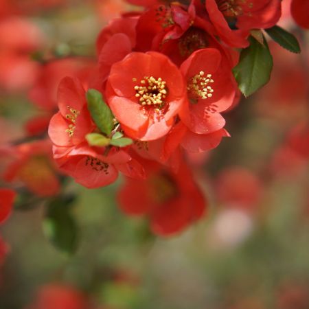 Picture for category Chaenomeles (Flowering Quince)