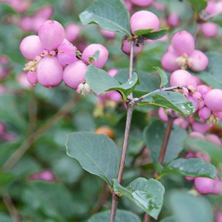 Picture for category Coralberry 