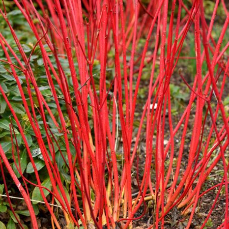 Picture for category Dogwood Bushes (Red Twig)