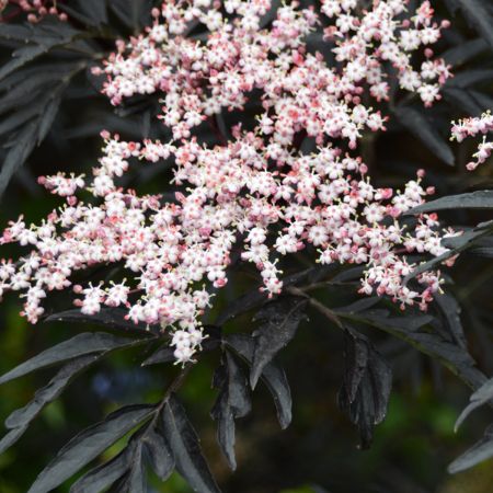 Picture for category Elderberry (Sambucus)