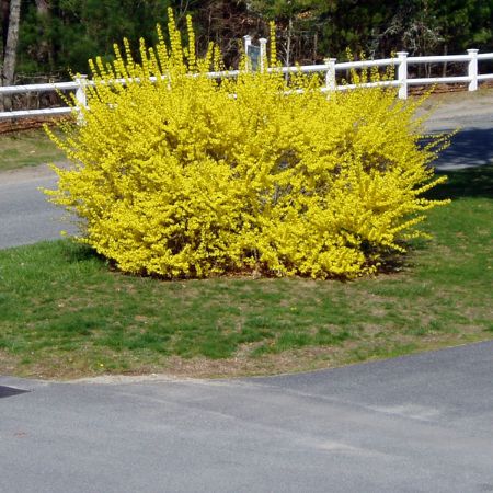 Picture for category Forsythia (Golden Bell)