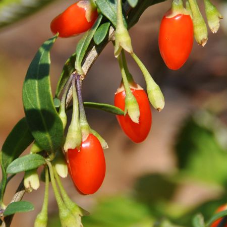 Picture for category Goji Berry (Wolfberry)