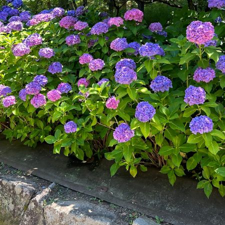 Picture for category Hydrangea Bushes