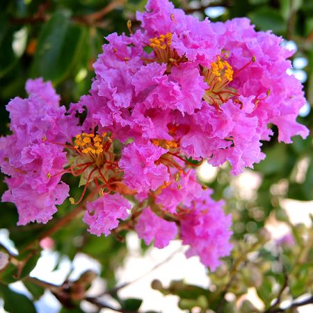 Picture for category Lagerstroemia  (Crape Myrtle)