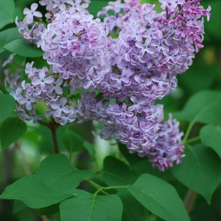 Picture for category Lilac Bushes (Syringa)