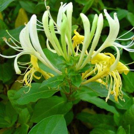 Picture for category Lonicera (Honeysuckle)