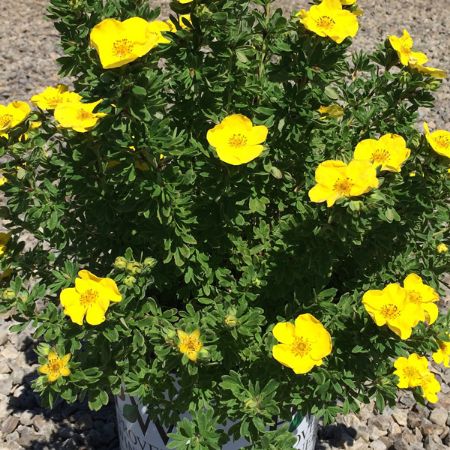 Picture for category Potentilla Shrubs (Cinquefoils)