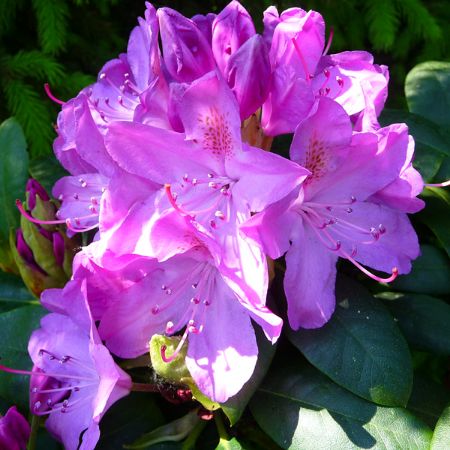 Picture for category Rhododendron 