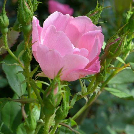 Picture for category Rose Bushes