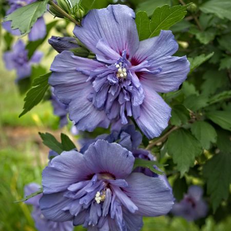 Picture for category Rose of Sharon